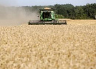В регионах России ускорилось падение цен на зерно В регионах России ускорилось падение цен на зерно